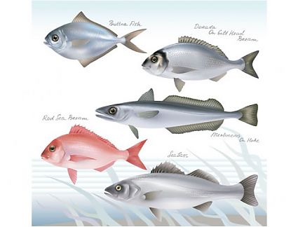  Vinilo Mural Tema Animales Tabla especies de pesca 3 0743