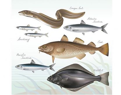  Vinilo Mural Tema Animales Tabla especies de pesca 2 0742