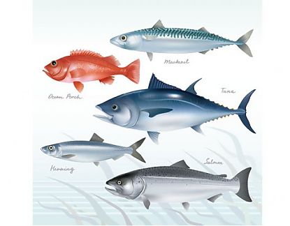  Vinilo Mural Tema Animales Tabla especies de pesca 1 0741