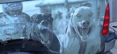 Rotulación con vinilo adhesivo de vehículo 4x4 y remolque para competiciones de Mushing